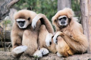 Gibbonaber på Phuket