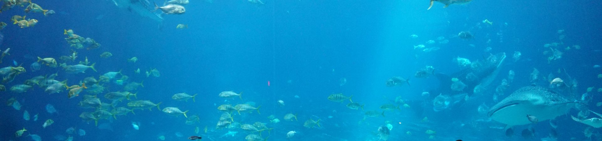 Phuket Akvarium